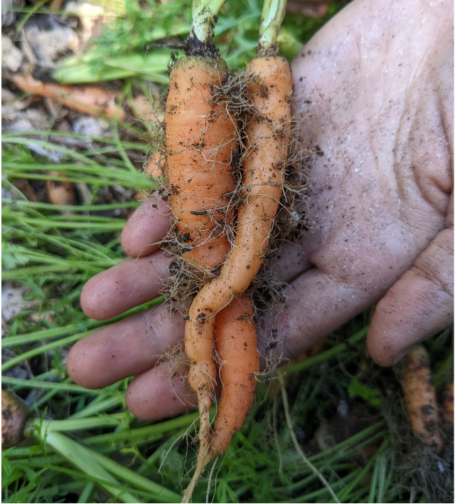 Ben the Vegan Farmer Carrots